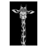 Safari Animals Posters