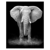 Safari Animals Posters