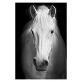 Safari Animals Posters