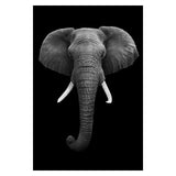 Safari Animals Posters