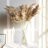 Natural Dried Pampas