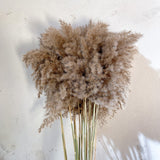 Natural Dried Pampas
