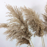 Natural Dried Pampas