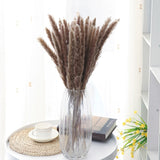 Natural Dried Pampas