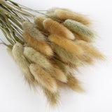 Natural Dried Pampas