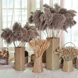 Natural Dried Pampas