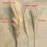 Natural Dried Pampas