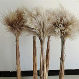 Natural Dried Pampas