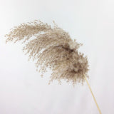 Natural Dried Pampas