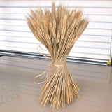 Natural Dried Pampas