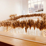 Natural Dried Pampas