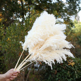 Natural Dried Pampas