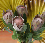 Magnolia flower