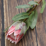 Magnolia flower