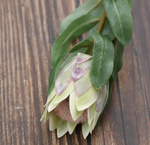 Magnolia flower