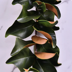 Magnolia leaves