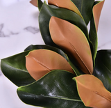 Magnolia leaves